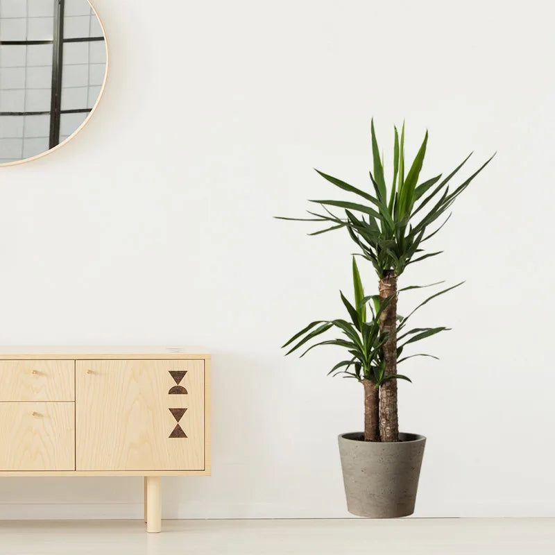 Potted plant | Home Decor design details by HomeDecorDecals.
