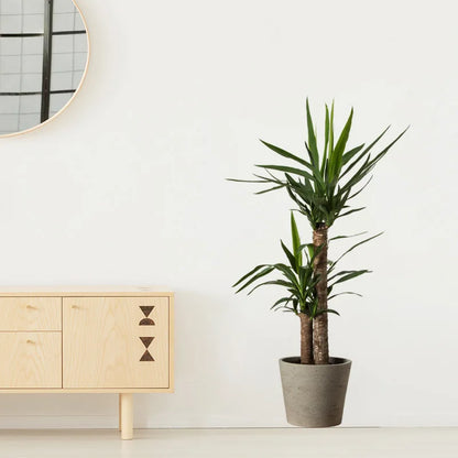 Potted plant | Home Decor design details by HomeDecorDecals.