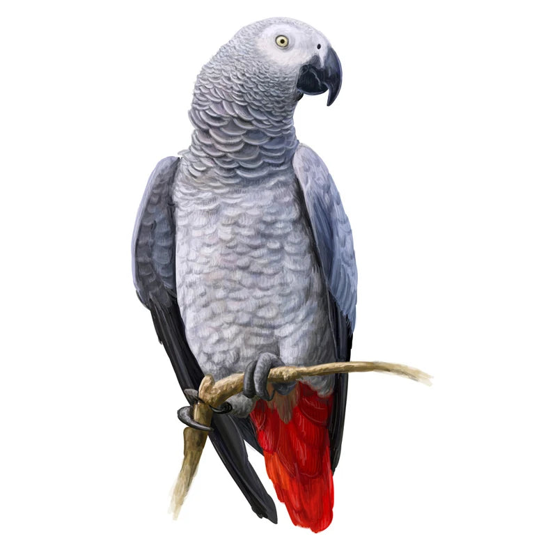 T148# Hand painted Parrot Wall Sticker Bathroom Toilet Decor Living Room Cabinet Home Decoration Decals-HomeDecorDecals_com