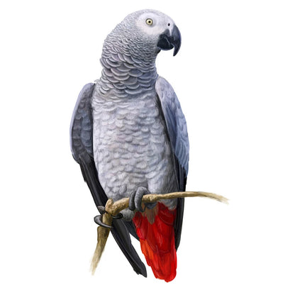 T148# Hand painted Parrot Wall Sticker Bathroom Toilet Decor Living Room Cabinet Home Decoration Decals-HomeDecorDecals_com