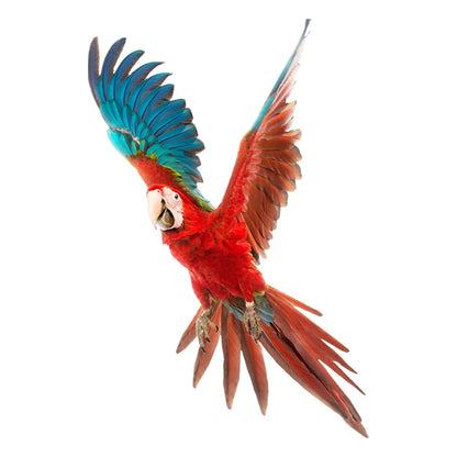 T148# Hand painted Parrot Wall Sticker Bathroom Toilet Decor Living Room Cabinet Home Decoration Decals-HomeDecorDecals_com
