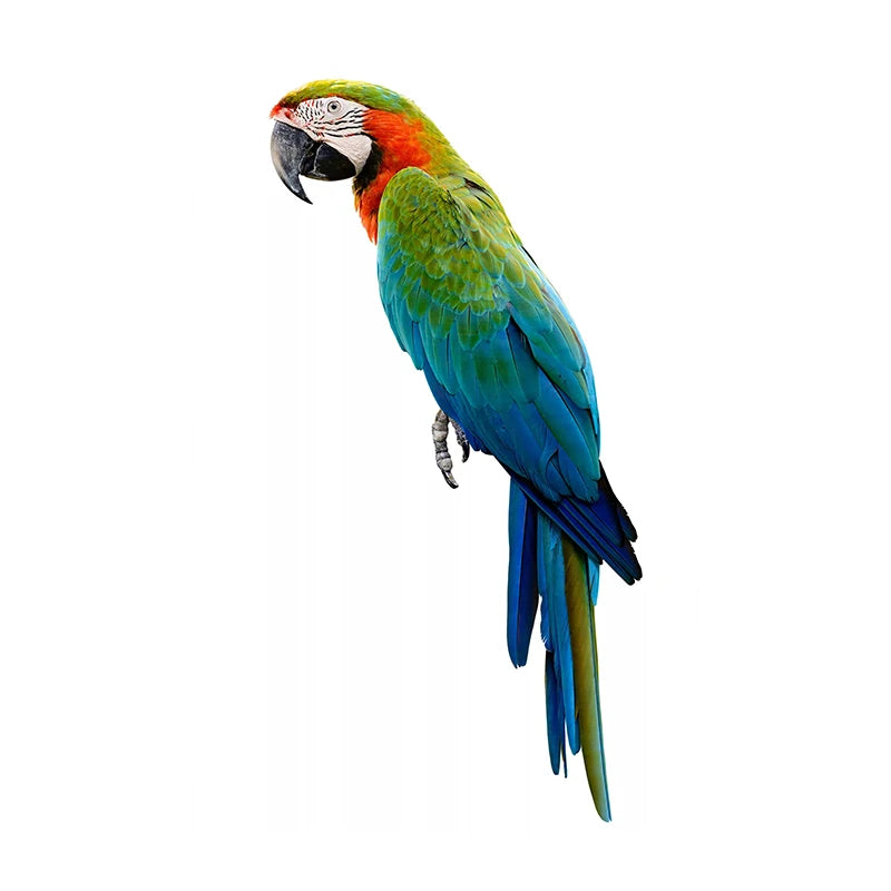 T148# Hand painted Parrot Wall Sticker Bathroom Toilet Decor Living Room Cabinet Home Decoration Decals-HomeDecorDecals_com