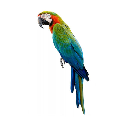 T148# Hand painted Parrot Wall Sticker Bathroom Toilet Decor Living Room Cabinet Home Decoration Decals-HomeDecorDecals_com